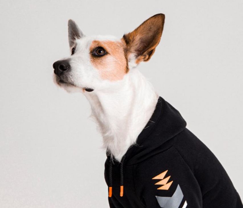 Como escolher a roupa de frio ideal para o seu cachorro - DogWings